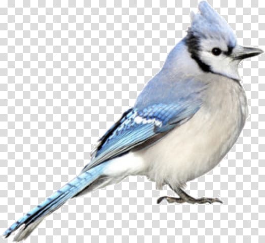 Blue jay Cobalt blue Chickadee Beak, feather transparent background PNG clipart