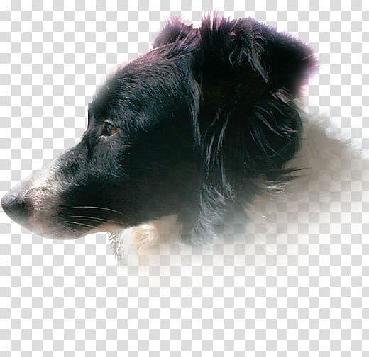 Dog breed Shetland Sheepdog Border Collie Rough Collie Puppy, bordercollie transparent background PNG clipart