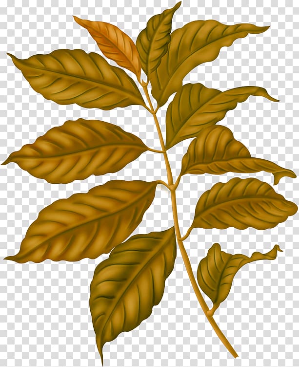 Arabica coffee Köhler\'s Medicinal Plants Caffeinated drink Coffee bean, Coffee transparent background PNG clipart