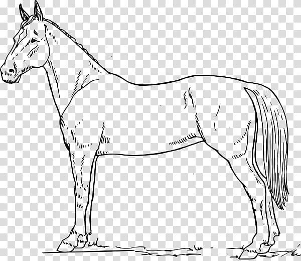 Tennessee Walking Horse Drawing Black and white , horsehead printing transparent background PNG clipart