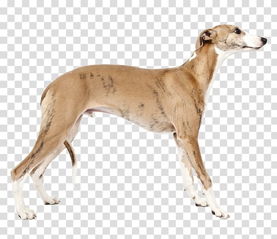 Whippet Saluki Dog breed The Intelligence of Dogs, Whippet transparent background PNG clipart