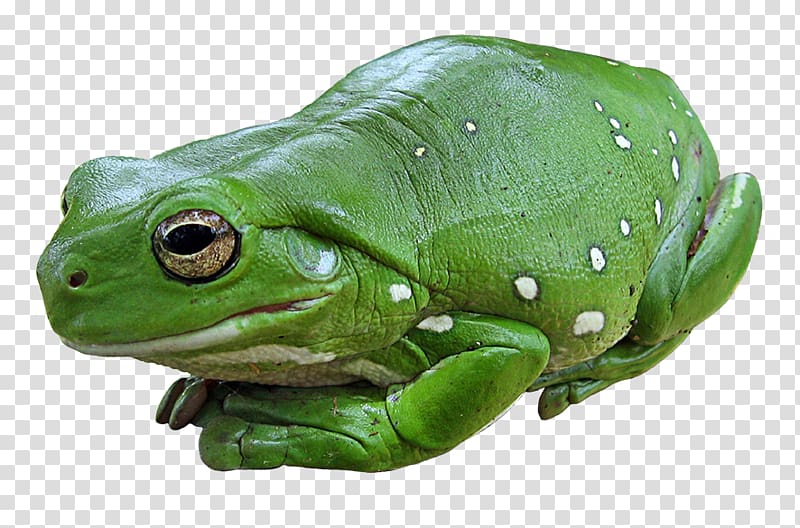 Australian green tree frog Amphibian Edible frog, frog transparent background PNG clipart