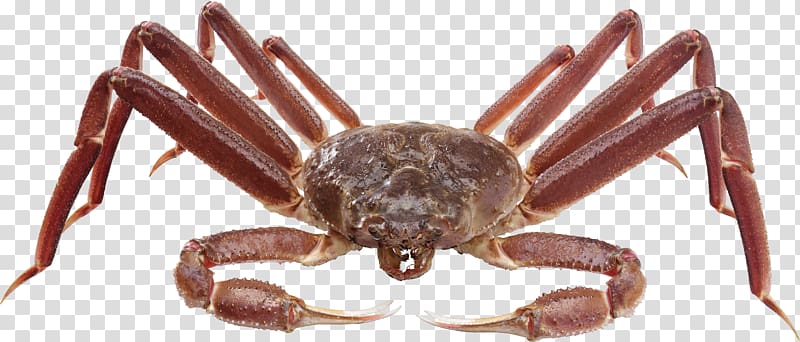 Crab transparent background PNG clipart