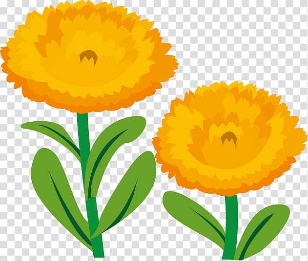 Calendula officinalis Cut flowers , flower transparent background PNG clipart