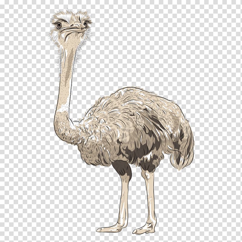 Common ostrich Top hat , ostrich transparent background PNG clipart