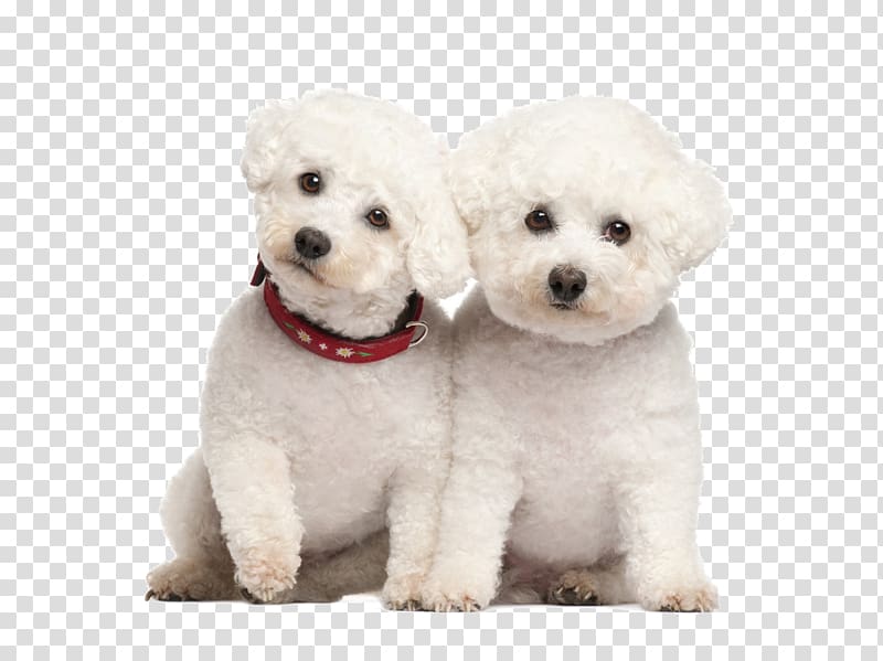 Miniature Poodle Bichon Frise Bolognese dog Border Collie, Twins Dog transparent background PNG clipart