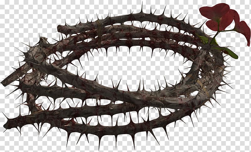 Crown of thorns Thorns, spines, and prickles, Thorns CROWN transparent background PNG clipart