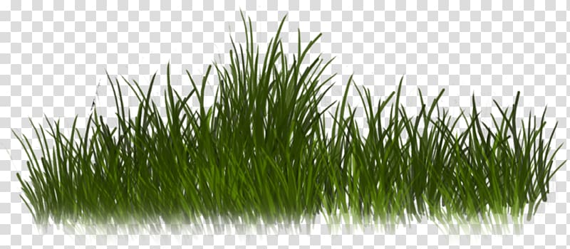 Grass , grass transparent background PNG clipart