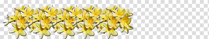 Red frangipani Plants Plumeria alba Exotic Plumeria, fragrant tropical flowers growing in hawaii transparent background PNG clipart