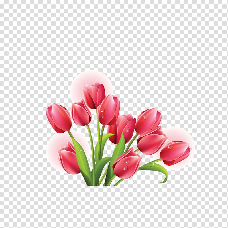 Tulip mania Flower , Flowers transparent background PNG clipart