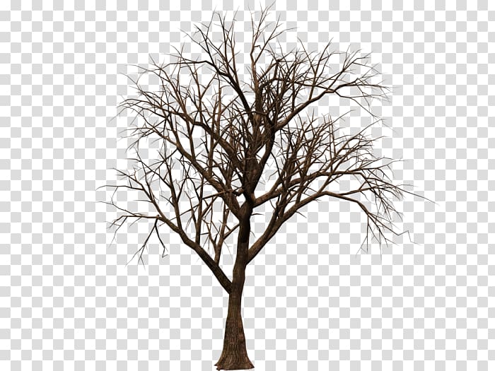 dry tree transparent background PNG clipart