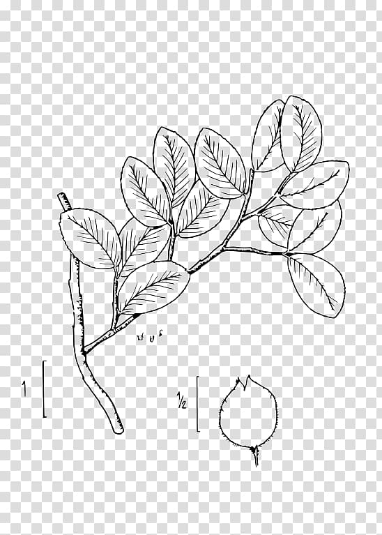 Floral design Ulmus crassifolia Plant Shrub, plant transparent background PNG clipart