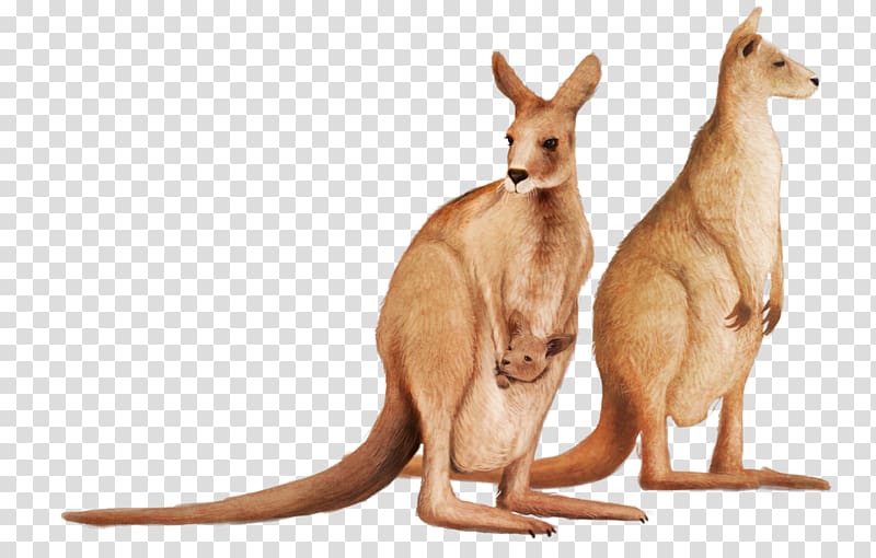 Macropodidae Red kangaroo Encapsulated PostScript, Kangaroo transparent background PNG clipart