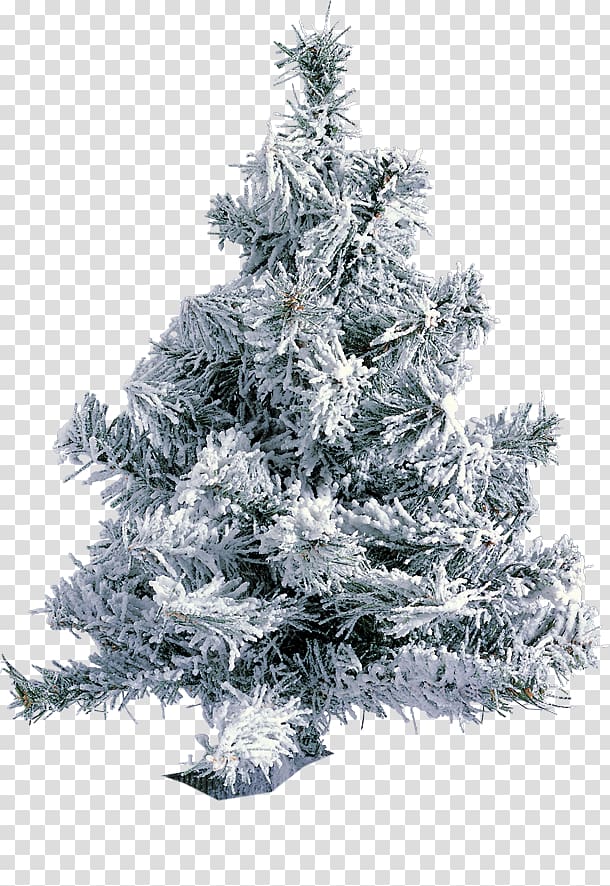 Fir Christmas tree Parabéns Pra Jesus Pine, tree transparent background PNG clipart