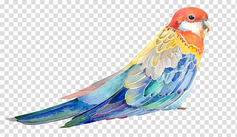 Bird Parrot Watercolor painting Illustration, Painted hand painted bird parrot transparent background PNG clipart