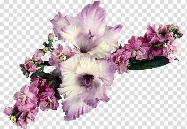 Gladiolus Flower bouquet, gladiolus transparent background PNG clipart