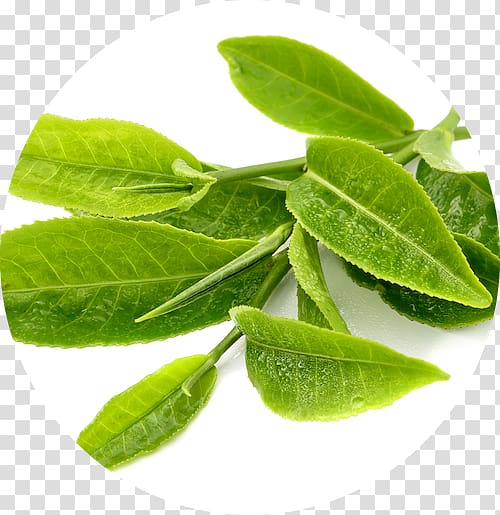 Green tea Matcha Bubble tea Tea plant, green tea transparent background PNG clipart