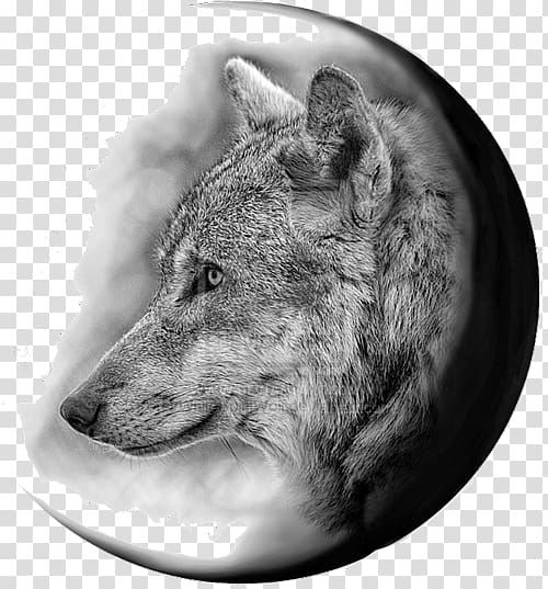 Gray wolf Coyote Tattoo Flash Jackal, Flash transparent background PNG clipart