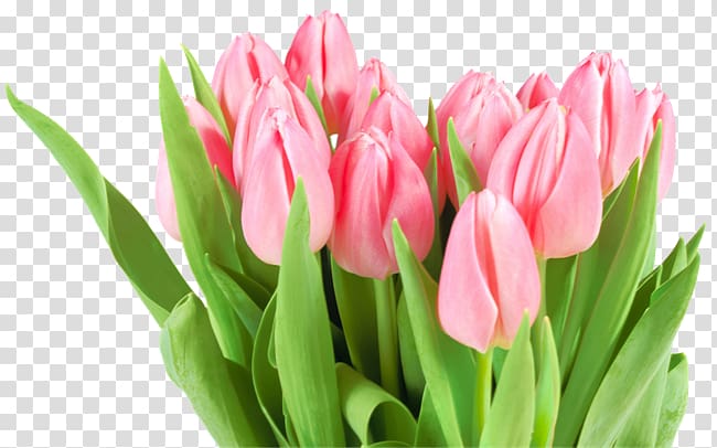 Tulip transparent background PNG clipart