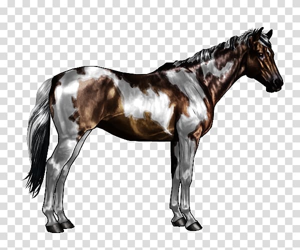 American Paint Horse Mane Appaloosa Pony Overo, Horse pattern transparent background PNG clipart