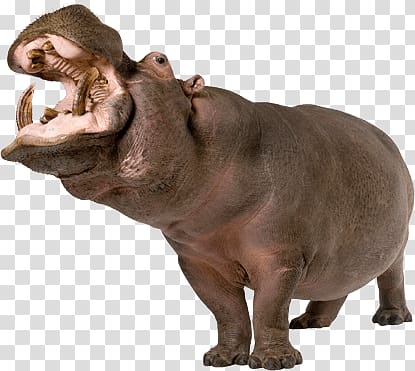 brown hippopotamus, Hippopotamus Up transparent background PNG clipart