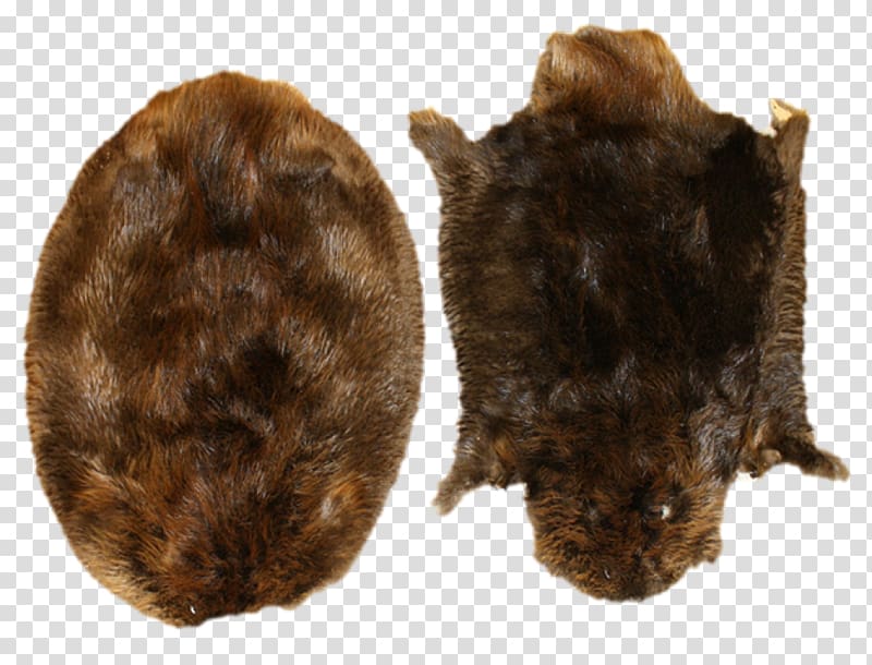 North American beaver Muskrat Fur Rodent Biberfell, beaver transparent background PNG clipart