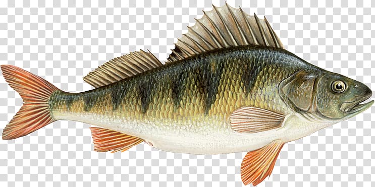 Northern pike European perch Freshwater fish Angling, fish transparent background PNG clipart
