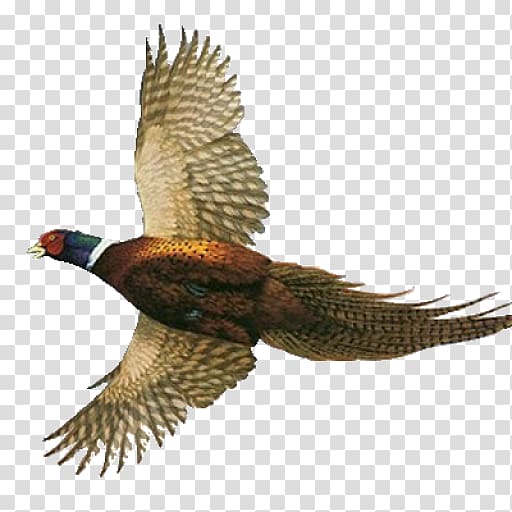 Pheasant Hawk Feather, pheasant transparent background PNG clipart