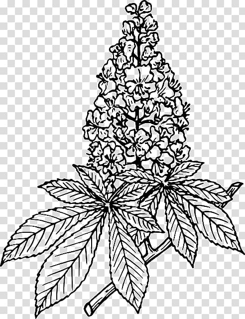 European horse-chestnut Sweet chestnut, Branch Coloring Page transparent background PNG clipart