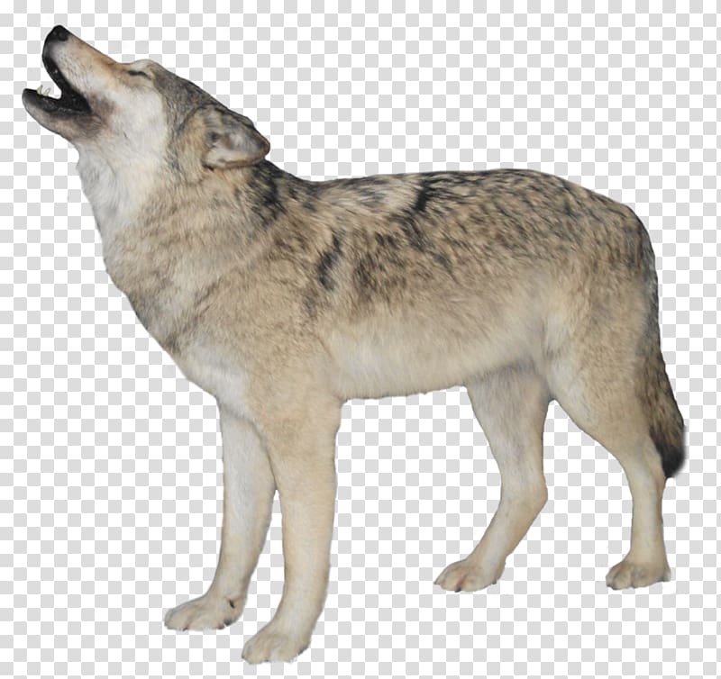 Arctic wolf , White Wolf Background transparent background PNG clipart