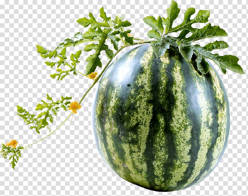 Watermelon Vine , watermelon transparent background PNG clipart