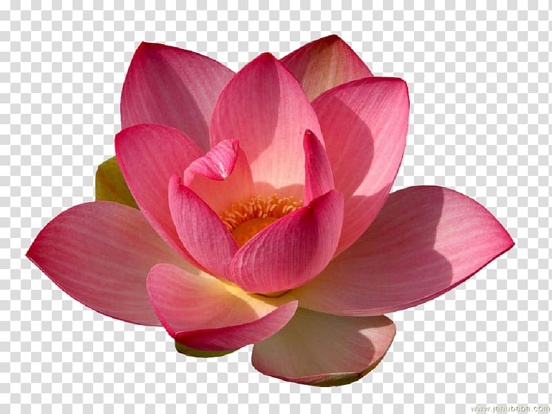bloomed red petaled flower, Lilium Flower Nymphaea alba Nelumbo nucifera, Water Lily transparent background PNG clipart