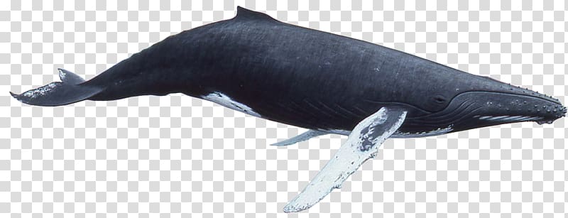 black and white fish, Humpback whale Killer whale, Whale transparent background PNG clipart