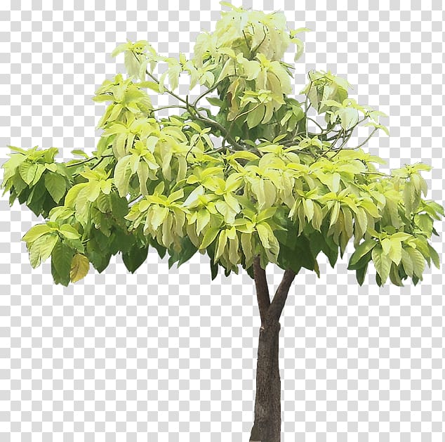 Pisonia grandis Tree Pisonia alba Ornamental plant, tropical plant transparent background PNG clipart
