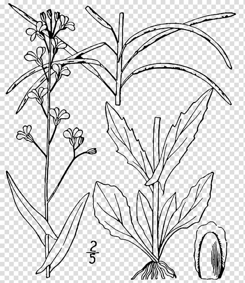 Arabis Plant Arabidopsis Boechera laevigata, plant transparent background PNG clipart