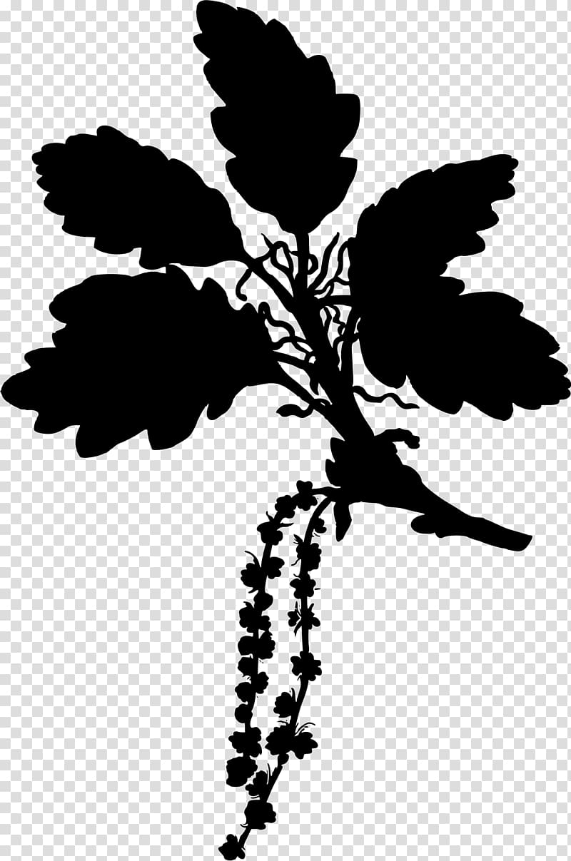 Köhler\'s Medicinal Plants English oak Sessile Oak Gambel oak Tree, tree transparent background PNG clipart