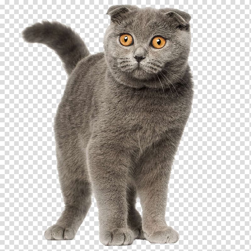 Scottish Fold British Shorthair Persian cat Siamese cat Selkirk Rex, Gray cat transparent background PNG clipart