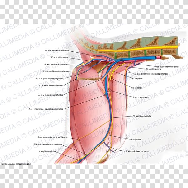 Finger Muscle Nerve Human leg Anatomy, superficial temporal nerve transparent background PNG clipart