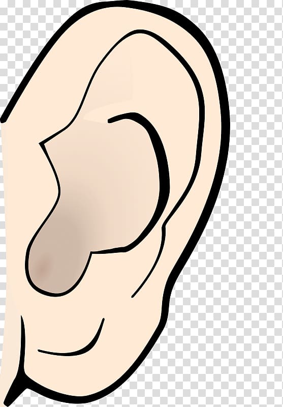 Ear Anatomy , ear transparent background PNG clipart