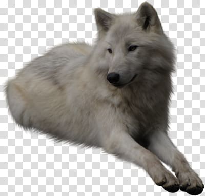 white wolf transparent background PNG clipart