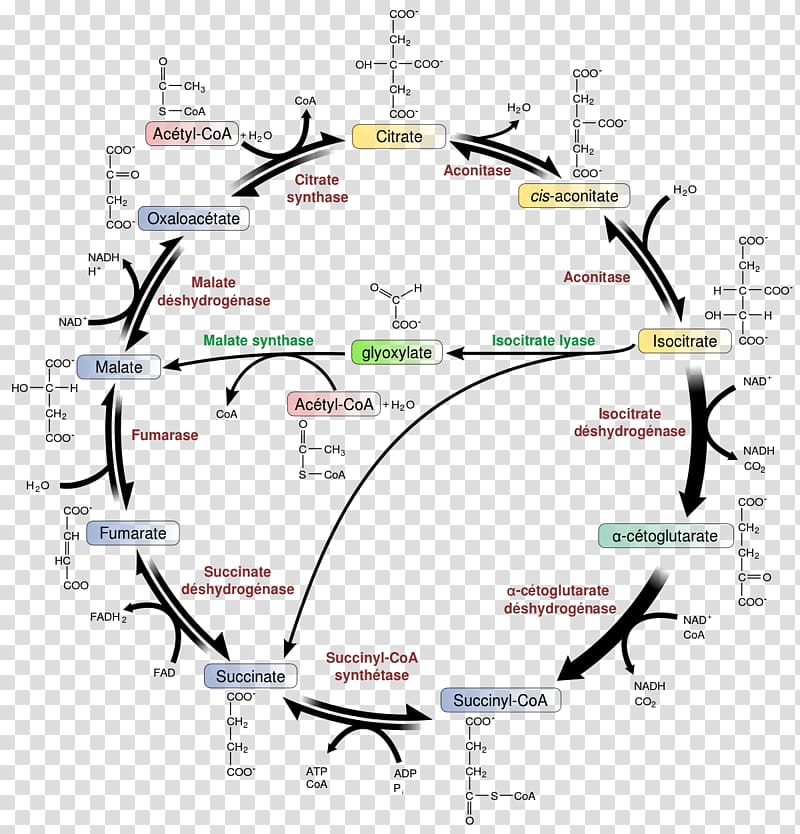 Citric acid cycle Glyoxylate cycle Metabolic pathway Glyoxysome Metabolism, molecules transparent background PNG clipart