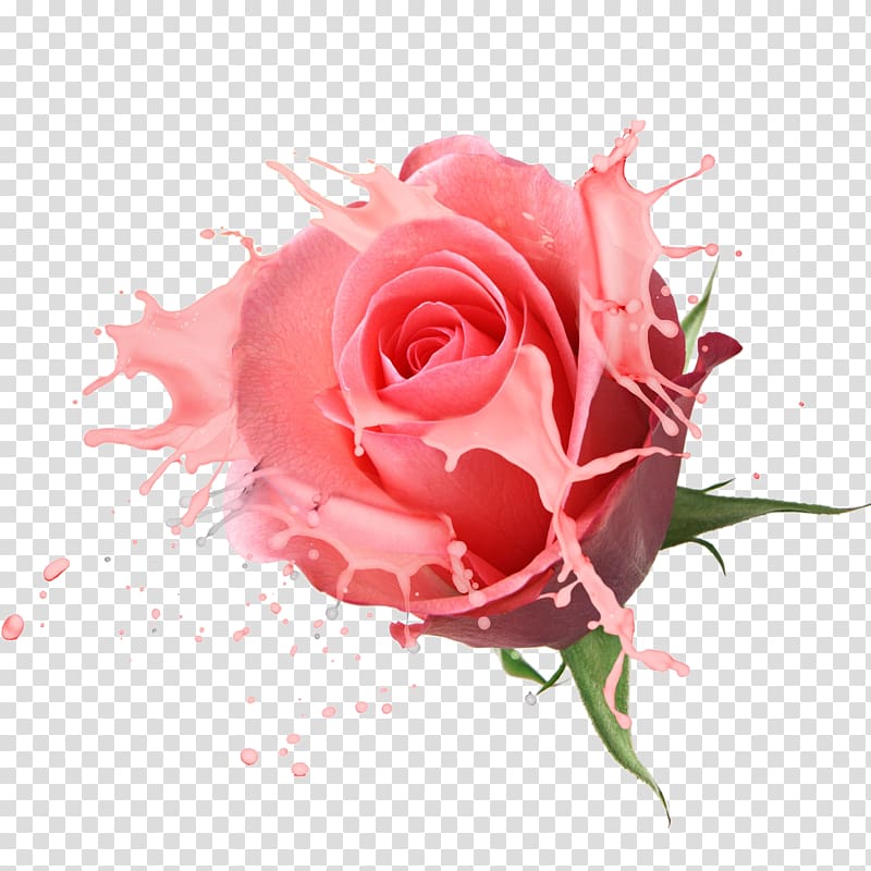 Flower bouquet Rose Drawing, Yogurt Rose transparent background PNG clipart