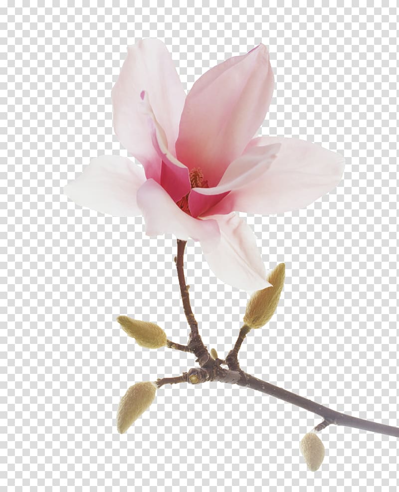 Blossom Star magnolia Flowering plant, flower transparent background PNG clipart