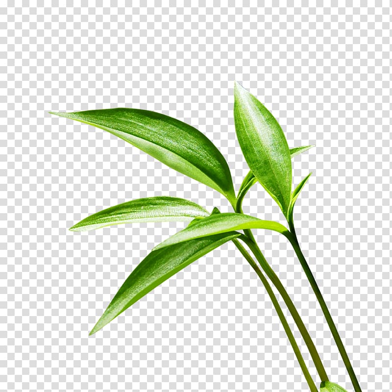 Lucky bamboo Leaf, Lucky Bamboo green leaf material to pull Free transparent background PNG clipart