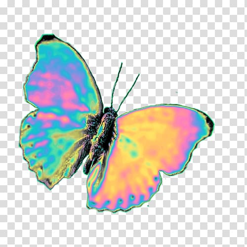 Brush-footed butterflies Glasswing butterfly Pieridae , homemade lightning bug wings transparent background PNG clipart