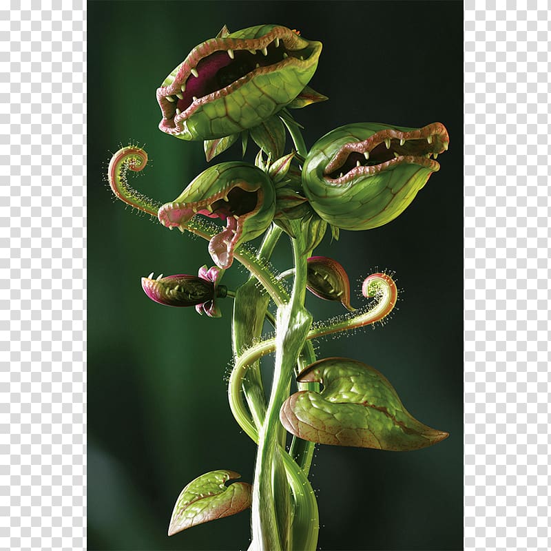 Carnivorous plant Carnivore Venus flytrap Eating, flower fly transparent background PNG clipart