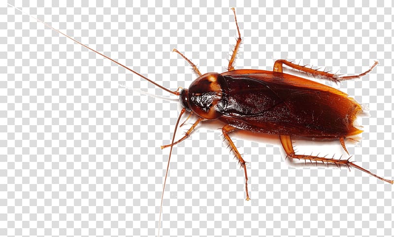 Cockroach Pest , cockroach transparent background PNG clipart