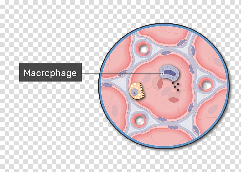 Pulmonary alveolus Alveolar duct Lung Respiratory system Anatomy, macrophage transparent background PNG clipart