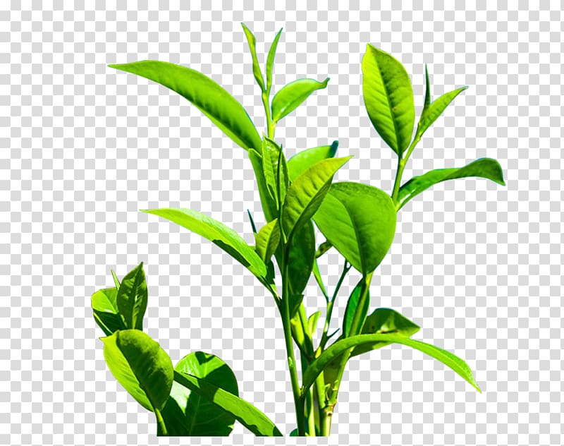 green leafed plant, Green tea Camellia sinensis Leaf, Fresh green tea tree transparent background PNG clipart