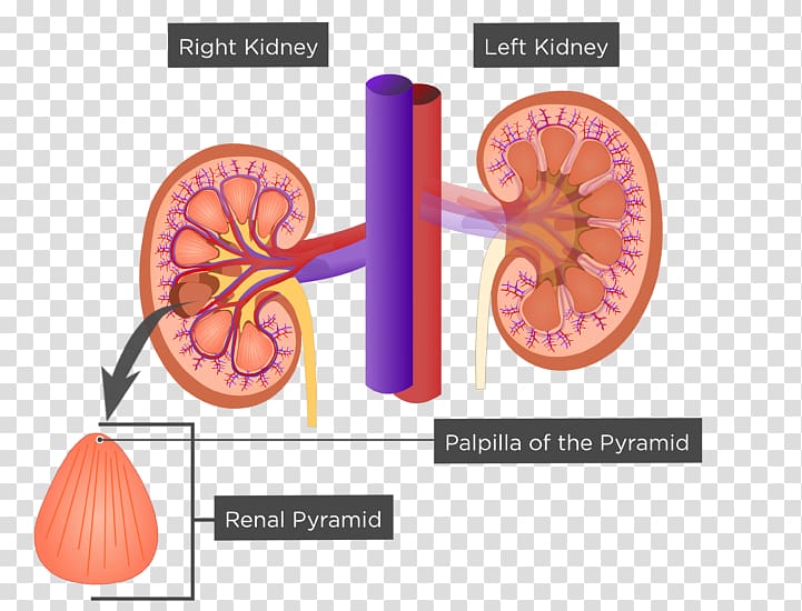 Kidney Renal sinus Renal pyramids Anatomy Excretory system, Renal Papilla transparent background PNG clipart